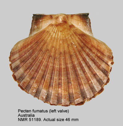 Pecten fumatus (left valve).jpg - Pecten fumatusReeve,1852